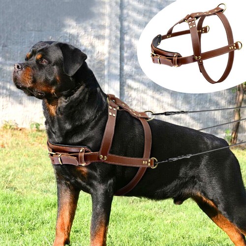 Imbracatura per cani vera - imbracatura,