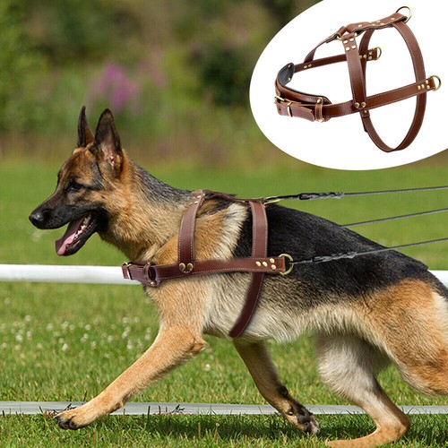 Imbracatura per cani - in, vera
