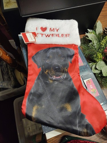 Love rottweiler pet - love, my