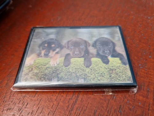 Labrador puppies magnet
