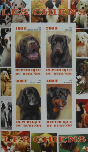 Cani labrador retriever - **,